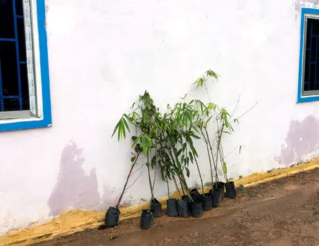 bamboo.png