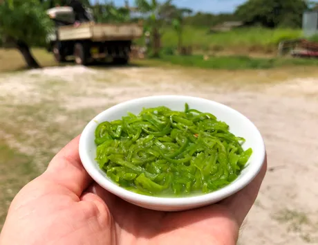 chiliese.JPG