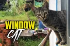 🏡 Every House Needs A Window Cat 😼ChairWoman Meow Strikes Back 🐾 thumbnail
