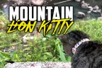 🦁 Cambodian Mountain Lion Watches Valley Below For Prey 🦌 thumbnail