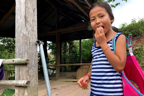 rambutan.png