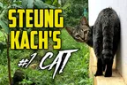 🤷‍♂️Well, I Guess This Is Now A Cat Blog 🐱 thumbnail