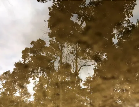 tree.png