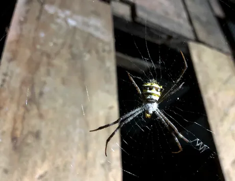 spider.png