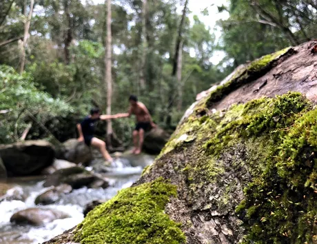 moss.png