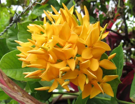 yellow.JPG