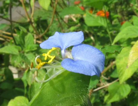 flowers.JPG
