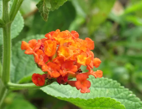 orange.JPG