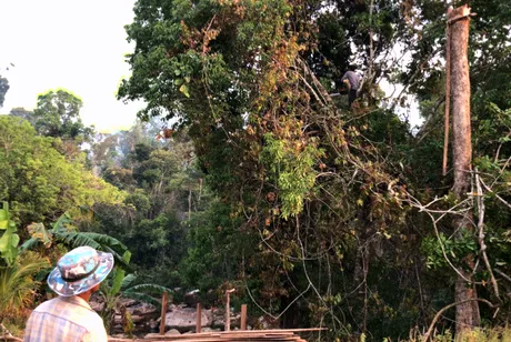 tree.gif