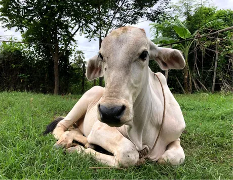 cow.png