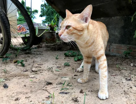 cat.png