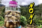 We Got Enough Noni For Juicing 👃 & Our New Low-Tech Home Water Filter 🚰 thumbnail