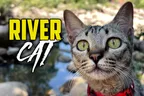 🏞️ ChairWoman Meow Faces Her River Fears 🐈‍⬛ thumbnail
