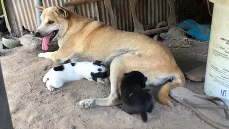 gifdog.gif