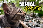 👨‍👩‍👧‍👧 Vegan Family = 🙅‍♂️ No Cat Food = 🧛‍♀️ Serial Killer Kitty thumbnail