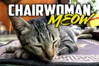 😺 ChairWoman Meow 👩‍⚕️Feral Nurse To Humans 🧛‍♀️ & Cicada Grim Reaper thumbnail