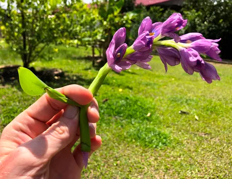 flowers.JPG