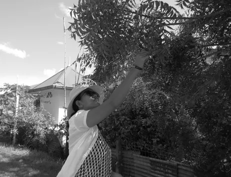 neem.JPG