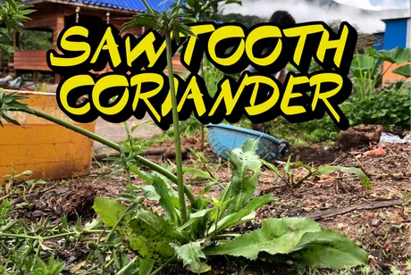SAWTOOTH.png