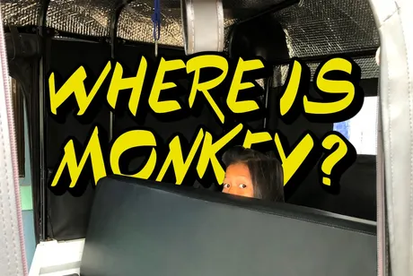 MONKEY.JPG