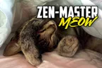 ☯️ My Little Zen-Master ChairWoman Meow 🐈‍⬛ Connoisseur Of Grilled Corn 🌽 thumbnail