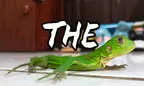 #AmazingNature 🏡 The Curious Kitchen Lizard 🦎 Paramaribo, Suriname thumbnail